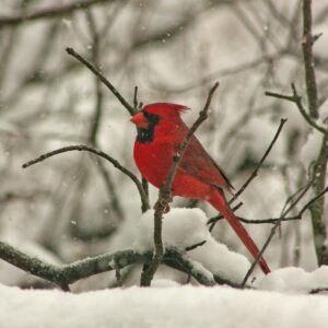 cardinals on top of tree branch while snowing